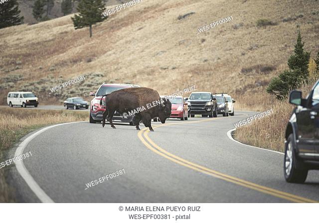 USA, Yellowstone National Park, Bison crossing road