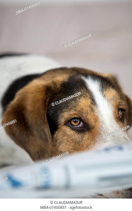 Mongrel dog with newspaper, portrait