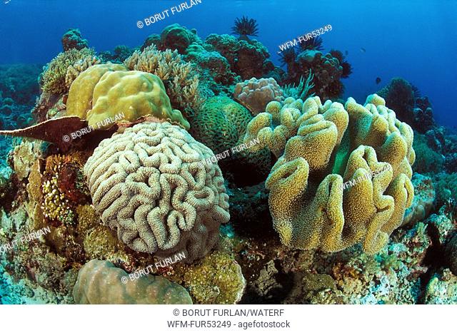 Leather Corals and Lobophyllia Corals, Sarcophyton sp., Lobophyllia sp., Bunaken Nationalpark, Sulawesi, Indonesia