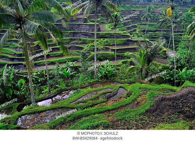 rice fields at Tegallalang, Indonesia, Bali