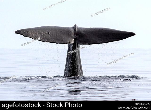 the tail of the sperm whale that dives into the waters of the Pacific Ocean