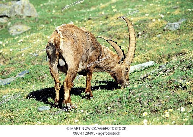 Alpine Ibex Capra ibex bull grazing on pasture in spring  The long winter in the high mountains etiolated and weakened the animals  The changing of the coats...