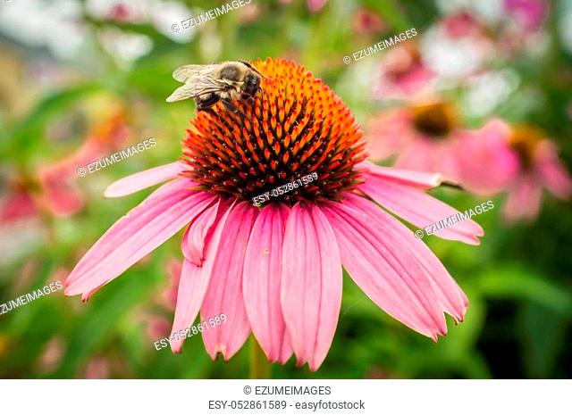 Common eastern bumblebee on pink daisy flower in closeup