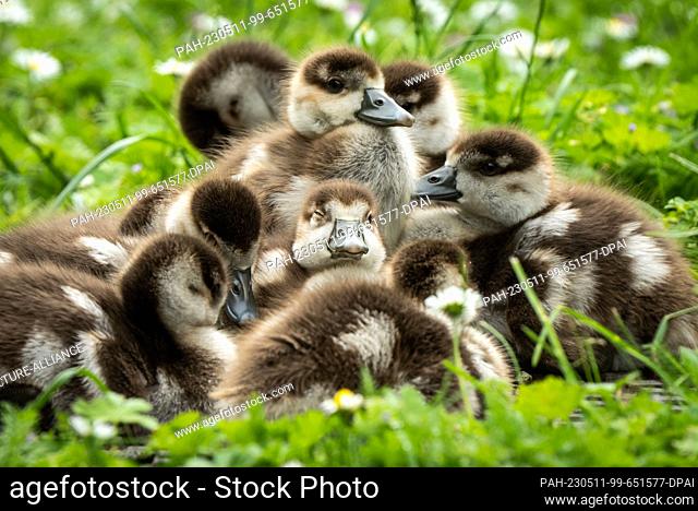 11 May 2023, Hesse, Bad Nauheim: A flock of little Nile goose chicks cuddle together on a meadow in the spa gardens of Bad Nauheim