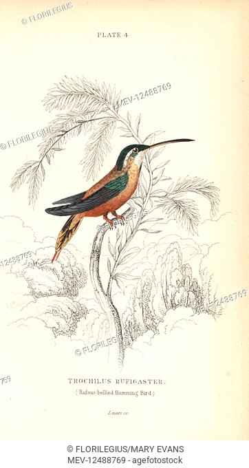 Rufous-breasted hermit, Glaucis hirsutus (Rufous-bellied hummingbird, Trochilus rufigaster). Handcoloured steel engraving by William Lizars from Sir William...
