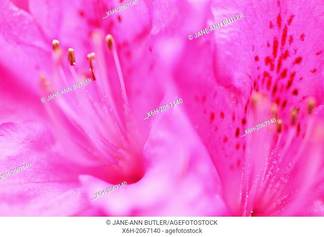 gorgeous pink flower, soft, ethereal and elegant azaleas