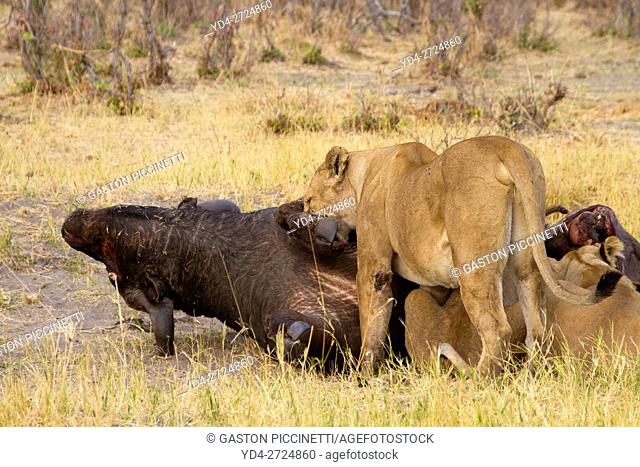 Group of Lions (Panthera leo) - eating a Cape Buffalo carcass (Syncerus caffer caffer) which was killed two nights before by the females of the pride