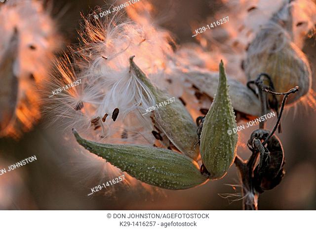 Common milkweed Asclepias syriaca Bursting seed pods Manitoulin Island, Ontario