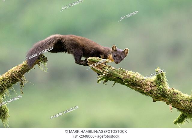 Pine Marten (Martes martes) leaping between mossy logs