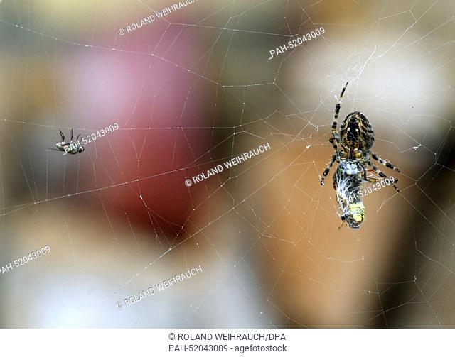 A garden spider has caught a wasp in its net in Moers,  Germany, 19 September 2014. The garden spider injects poison into its victim which disables the prey and...