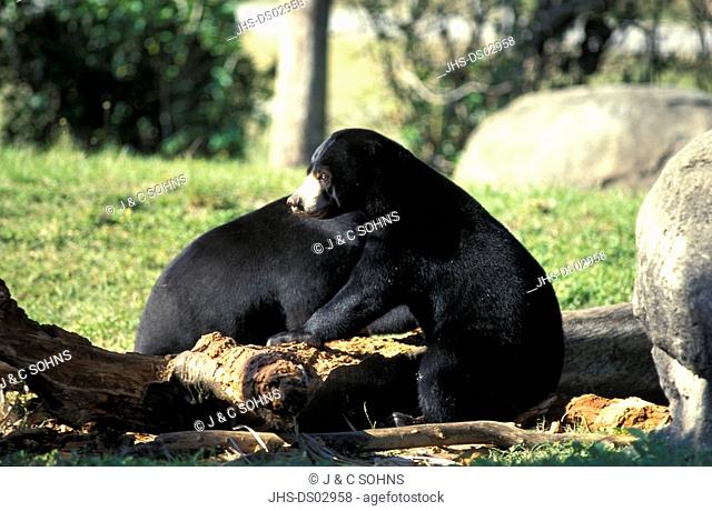 Malayan Sun Bear, Helarctos malayanus, Asia, adult couple