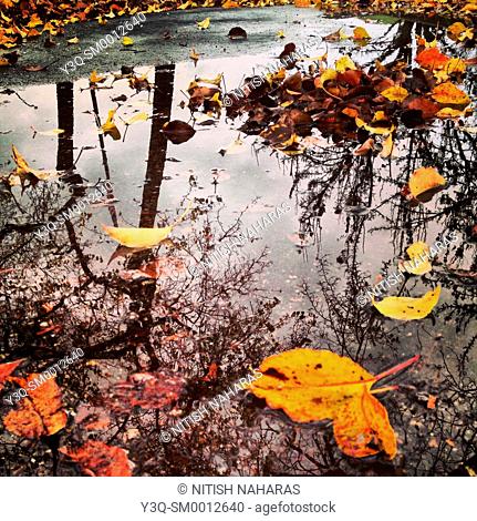 Living power of broken dreams - a puddle with fallen leaves