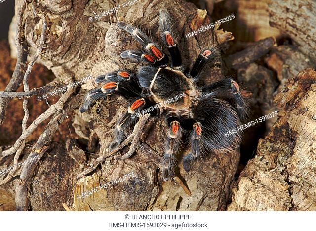 Mexico, Araneae, Mygalomorphae, Theraphosidae, Tarantula, Mexican Flame knee (Brachypelma auratum)