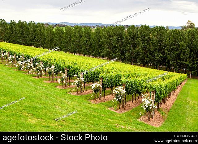 Tarrawarra vines in the Yarra Valley, Victoria, Australia