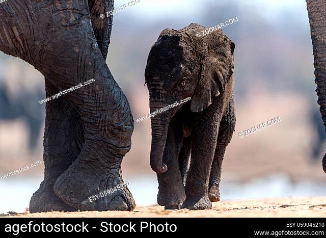 Elephant calf, baby elephant in the wilderness of Africa