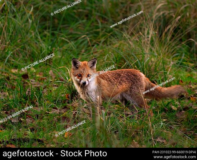 21 October 2023, Brandenburg, Trebbin: 21.10.2023, Trebbin. A young red fox (Vulpes vulpes) stands in a nature reserve in the nature park Nuthe-Nieplitz on a...