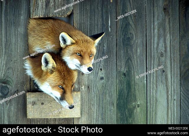 Vulpes vulpes, Red Foxes