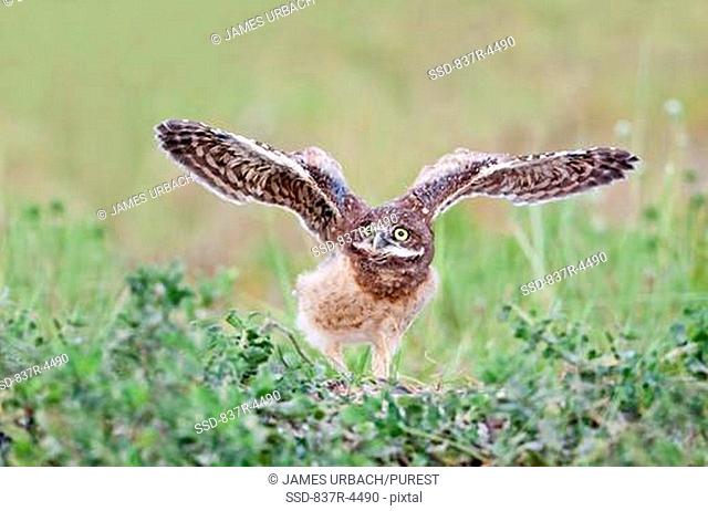 Burrowing Owl Athene cunicularia juvenile