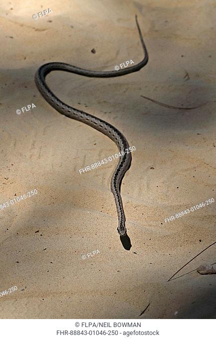 Mahafaly Sand Snake (Mimophis mahfalensis) adult on sandy ground, Madagascan endemic Ifaty, Madagascar       November