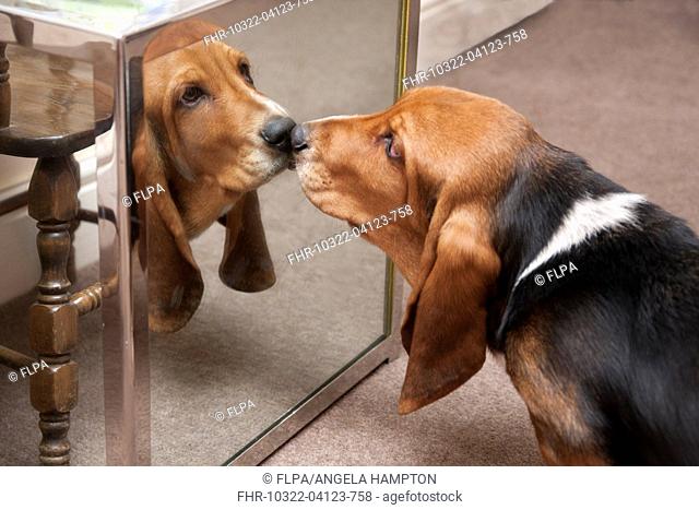 Domestic Dog, Basset Hound, puppy, looking at reflection in mirror, England, January