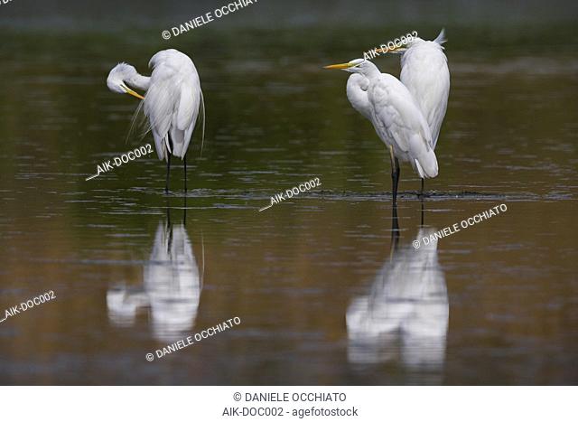 Three Great White Egret’s (Ardea alba) preening