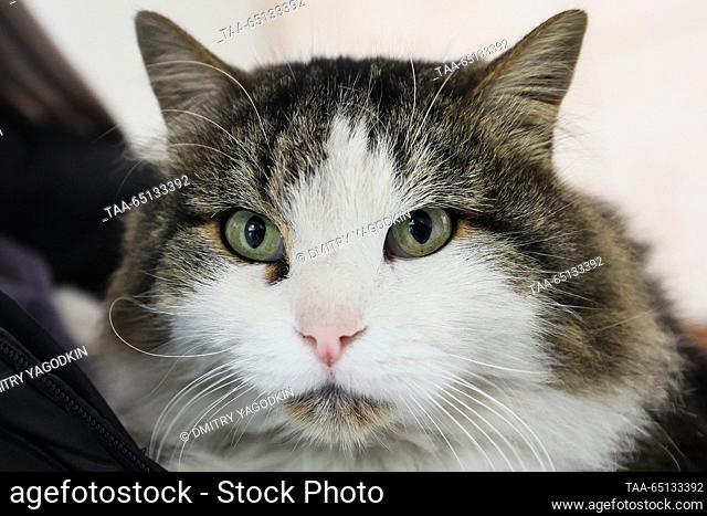 RUSSIA, DONETSK - NOVEMBER 24, 2023: A cat is seen at an animal shelter. Dmitry Yagodkin/TASS