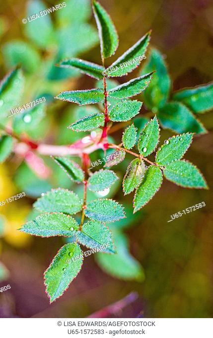 Leaves from a wild rose bush, Lake Alice, Wyoming, USA