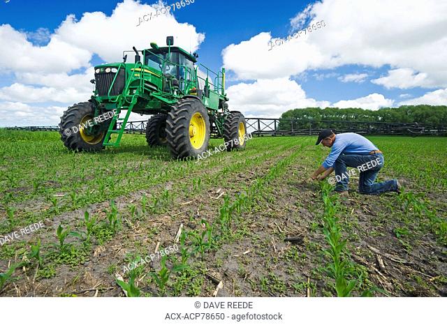 a farmer scouts for weeds in his early growth feed or grain corn field before a high clearance sprayer gives a chemical application of herbicide, near Steinbach