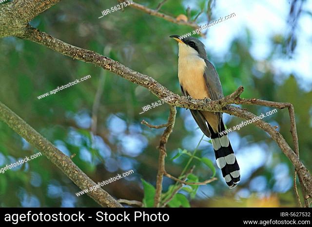 Mangrove Cuckoo (Coccyzus minor) adult, perched on branch, Trinidad, Trinidad and Tobago, Central America
