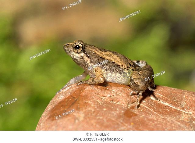 Narrow-mouthed frog (Microhyla pulchra), on a stone