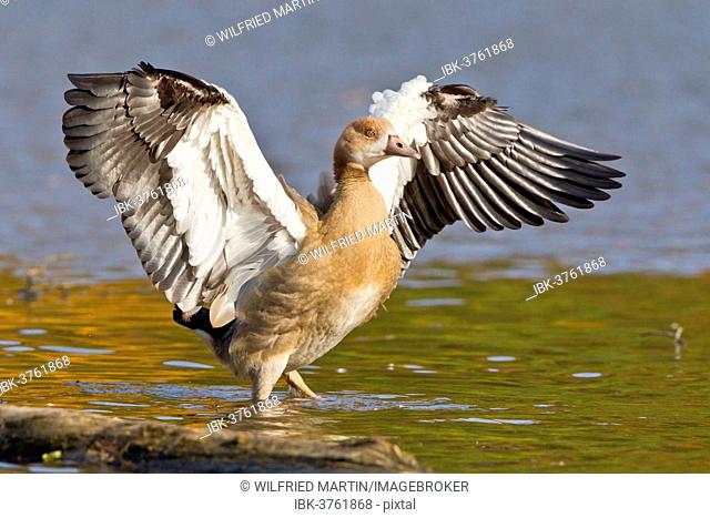Young Egyptian Goose (Alopochen aegyptiacus) beating its wings, North Hesse, Hesse, Germany