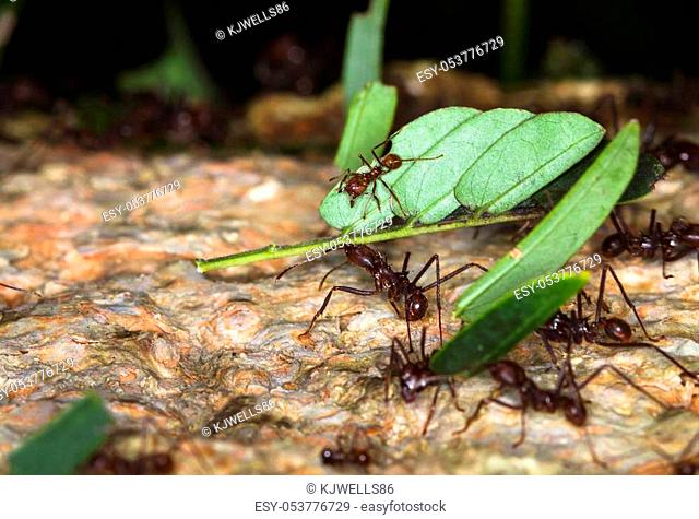 Leafcutter ants carry pieces of vegetation to their underground nest at night in Belize