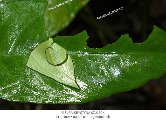Leaf-cutting Ant Atta cephalotes damage to Aphelandra aurantiaca leaf, Igapo Rainforest, Amazon, Ecuador
