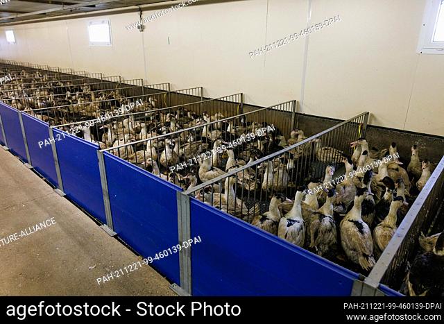 17 December 2021, France, Bischoffsheim: Ducks stand close together in the ""stuffing room"" of the ""Ferme Schmitt"", where the animals are stuffed twice a day...