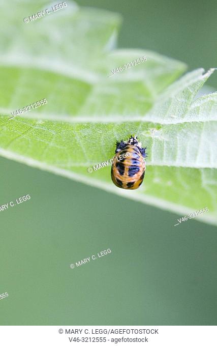 Harlequin Ladybird pupae, Harmonia axyridis, large ladybird which have multiple colora variations with dots 0-22. Most common form is red or orange with 14 dots...