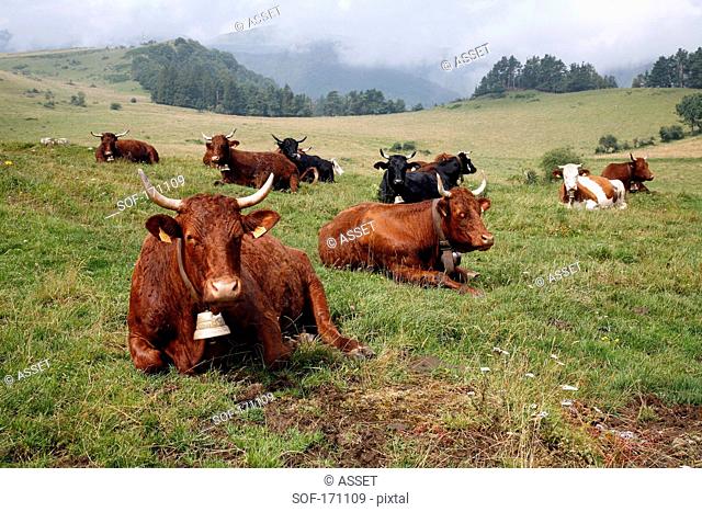 Salers cows in Auvergne