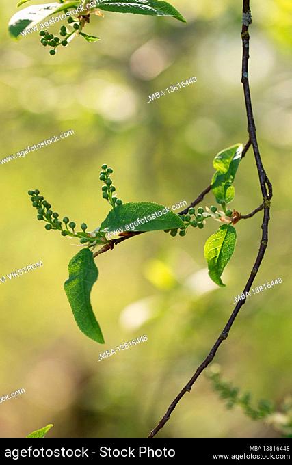 Bird-cherry (Prunus padus) twig, new leaves with flower buds, natural bokeh background
