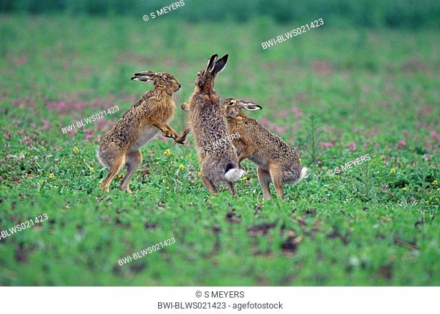 European hare Lepus europaeus, two buck hares and male hare boxing, Austria, Burgenland, Neusiedler See, April 03