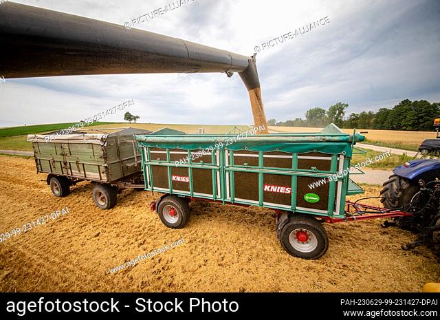 29 June 2023, Baden-Württemberg, Helmstadt: Grains of winter barley are loaded into a trailer in a field by a combine at harvest