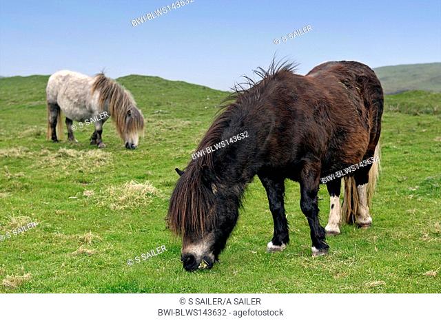 Shetland pony Equus przewalskii f. caballus, two adults grazing on pasture, United Kingdom, Scotland, Shetlands Islands