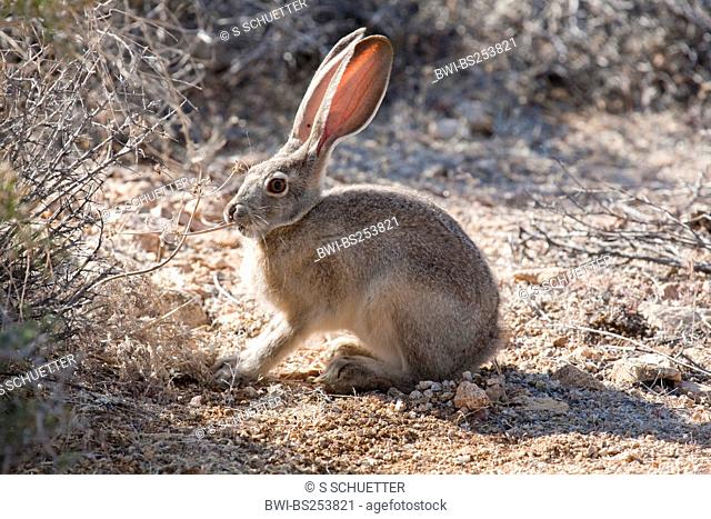 black-tailed jack rabbit Lepus californicus, feeding, USA, California, Joshua Tree National Park