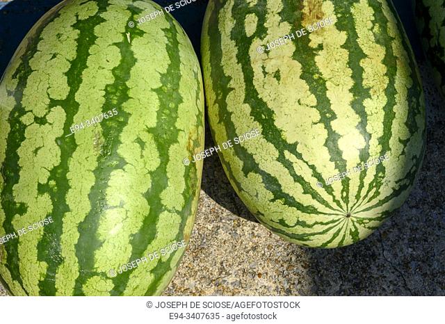 2 Watermelons on display at a market