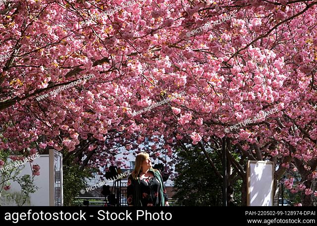 02 May 2022, Mecklenburg-Western Pomerania, Rostock: The Japanese ornamental cherry (Rosaceae Prunus serrulata) is in bloom in the Botanical Garden; employee...