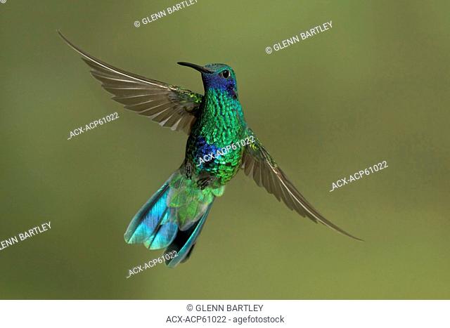 Sparkling Violet-ear Colibri coruscans flying while feeding at a flower in Peru