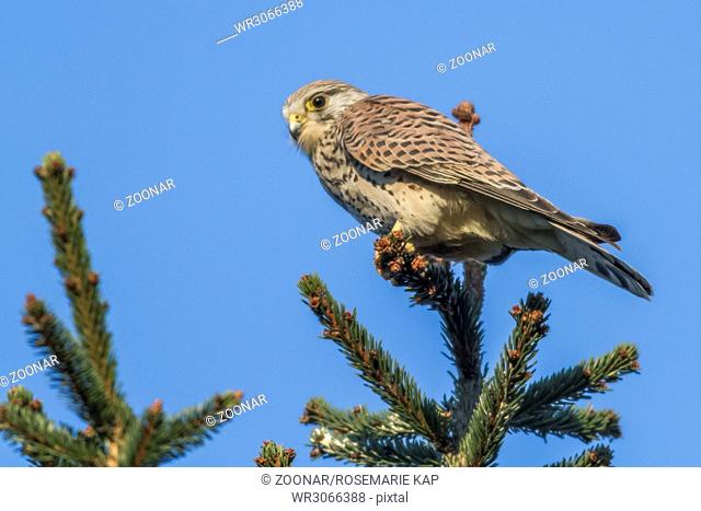 Common krestel (Falco tinnunculus)