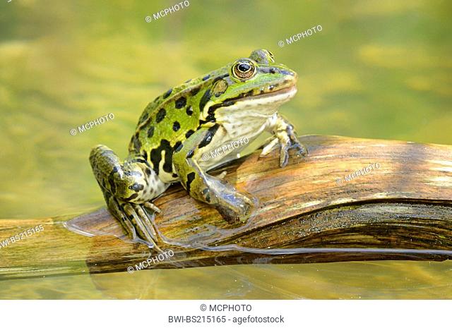 European edible frog, common edible frog (Rana kl. esculenta, Rana esculenta), on a twig in water, Switzerland