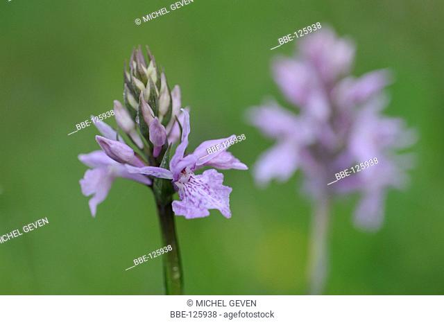 Flowering Common Spotted Orchid