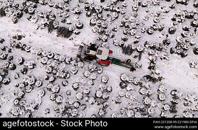 PRODUCTION - 05 December 2023, Mecklenburg-Western Pomerania, Marlow: Christmas trees are packed for transportation on a snow-covered plantation at Ostseetanne