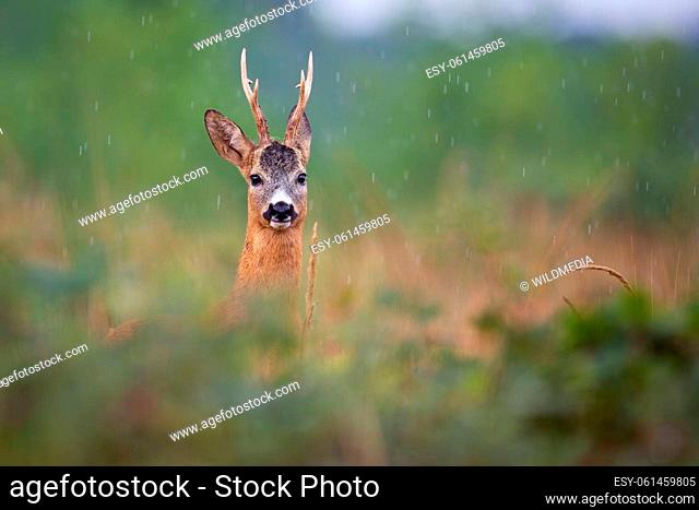 Roe deer, capreolus capreolus, peeking out of bushes in summer rainstorm. Roebuck looking to the camera on meadow in raining
