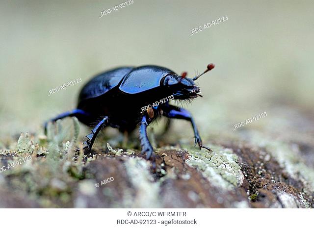 Beetle North-Rhine-Westphalia Germany Anoplotrupes stercorosus Geotrupes stercorosus